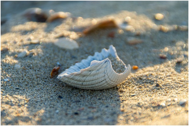 Caribbean: Cockleshell Beach