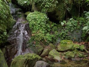 seaspeak-serenity-nevis-island